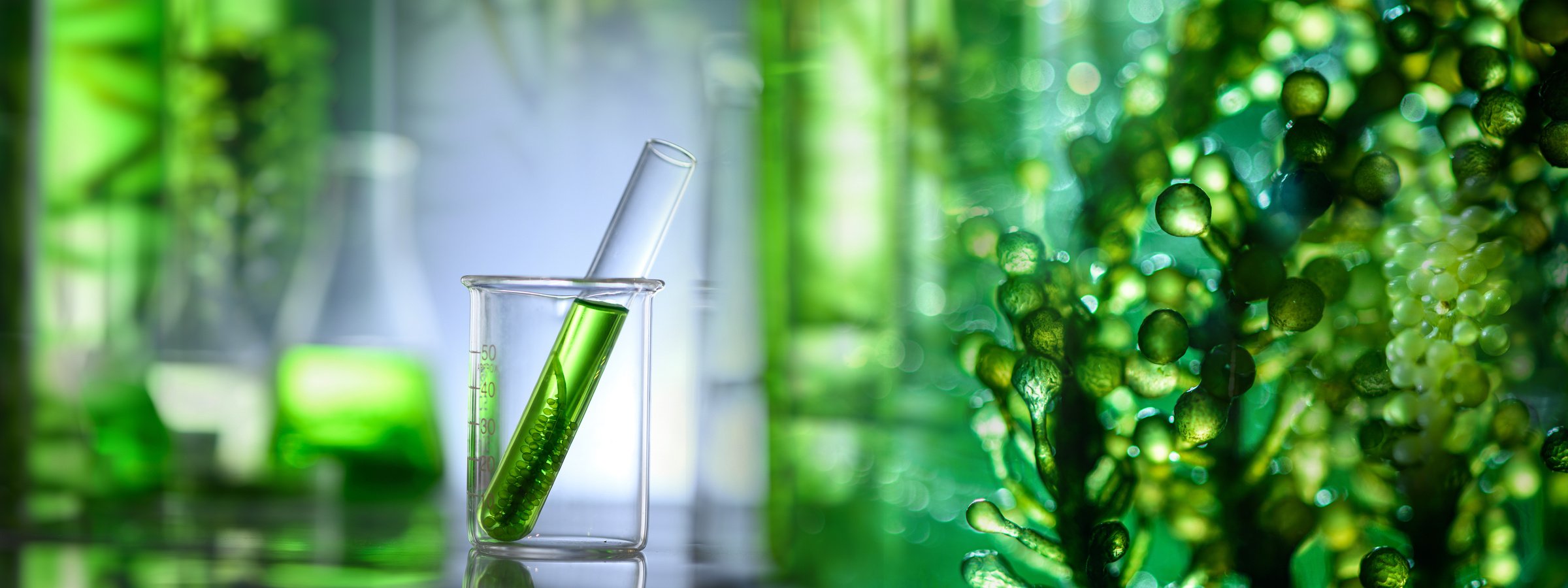 Science Technology Research of Green Alga Biofuel in Laboratory,